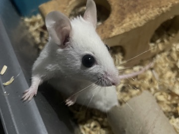 Mouse – multimammates – Hessle