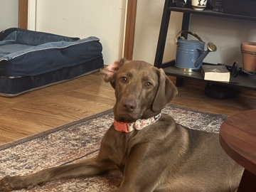Mixed Breed – Loving Hound Seeking Forever Home – Rockford