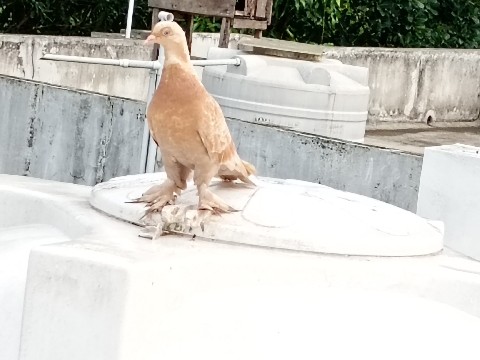 Dove – urgent sale – Keezhthonnakkal