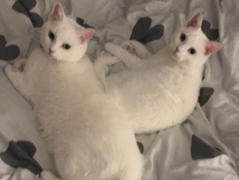British Shorthair – Bowie and Rosie – Hull