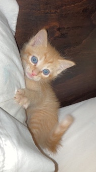 American Shorthair – orange kitten