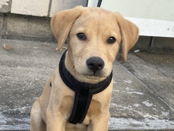 Labrador Retriever – Labrador Welpen – Langenfeld (Rheinland)