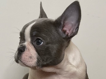 French Bulldog – Premium Exotic Blue Pied French Bulldog – Antioch