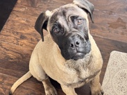 American Bulldog – dog – Fall River