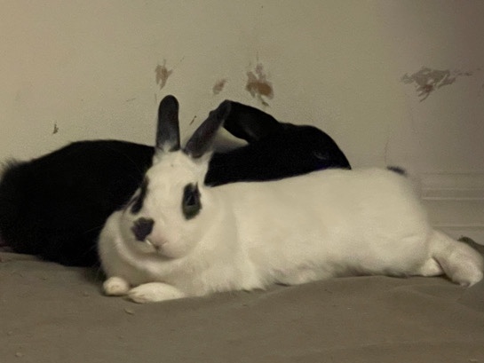 Silver Fox – Help find a home