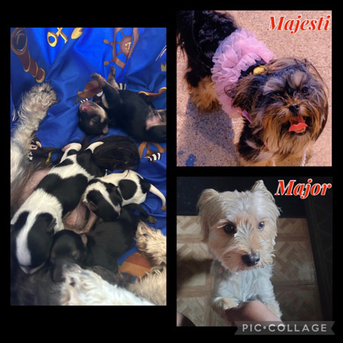 Morkie puppies