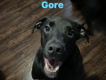 Labrador Retriever – Gore & Midnight – Saint Robert