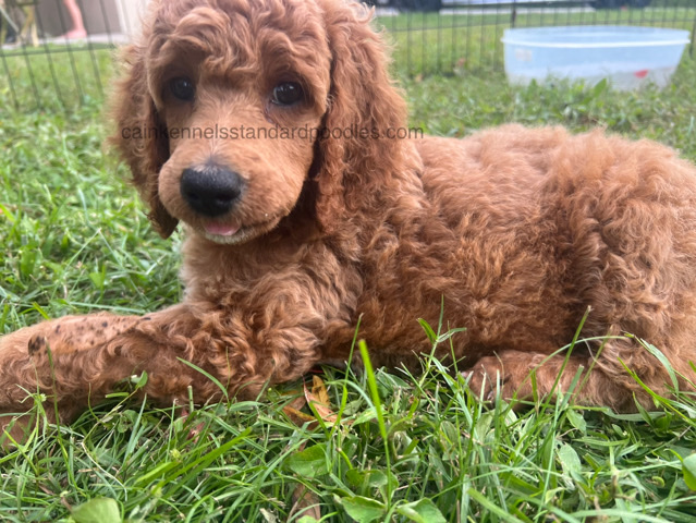Poodle – akc standard poodle puppy