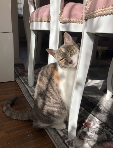 European Shorthair – EKH Katze sucht neues Zuhause