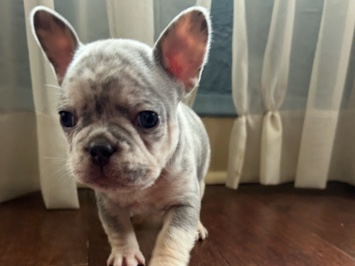 French Bulldog – Georgie – Milwaukee