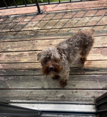 Miniature Schnauzer – schnauzer(Billionaire)