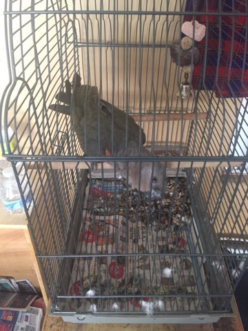 Quaker Parrot – Quaker parrot