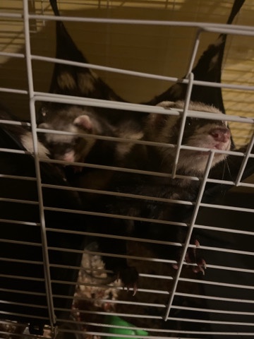 Ferrets