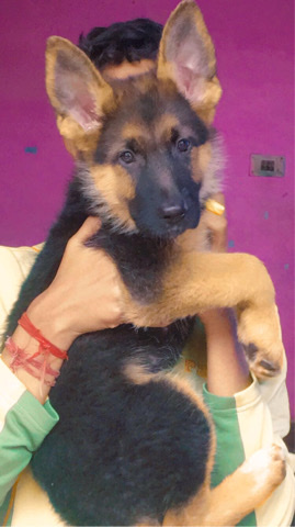 German Shepherd – German suffered female puppies long coat