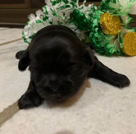 Shih Tzu – AKC Shih Tzu 1/5/23: Finn