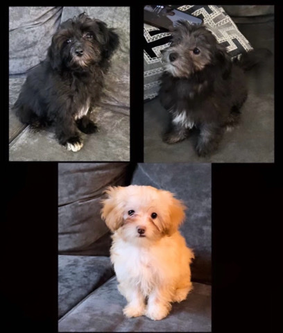 Poodle – Yorkie-poo