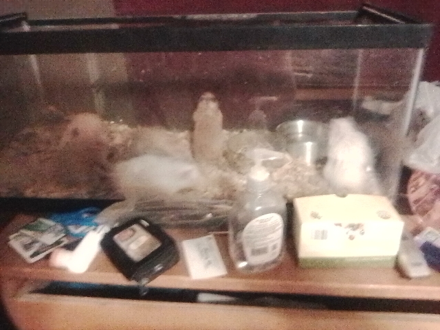 hamsters and gerbils