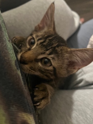 Russian White, Black and Tabby – Rehoming Male Tabby Kitten