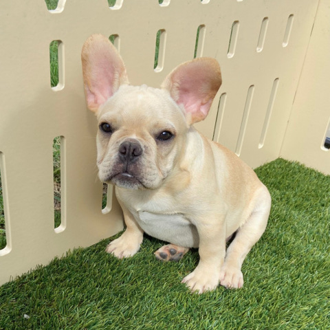 French Bulldog – French bulldog ready for adoption
