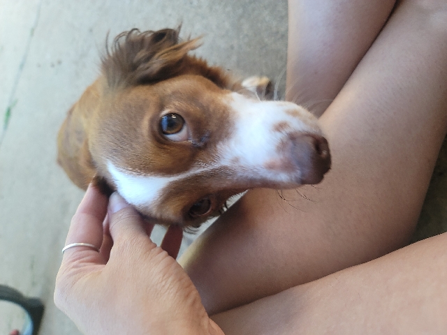 Dachshund – rehome