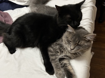 ๐พ Obi & Oryx โ Bonded Brothers Looking for Their New Home ๐พ โ Mansfield