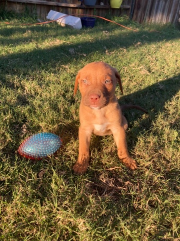American Pit Bull Terrier – 4 pitbull puppies for sale