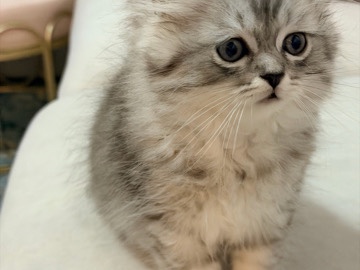 Persian (Modern) – Beautiful Persian Kitten for Sale – New York – New York