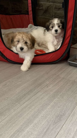 Lhasa Apso – lhasa apso puppies
