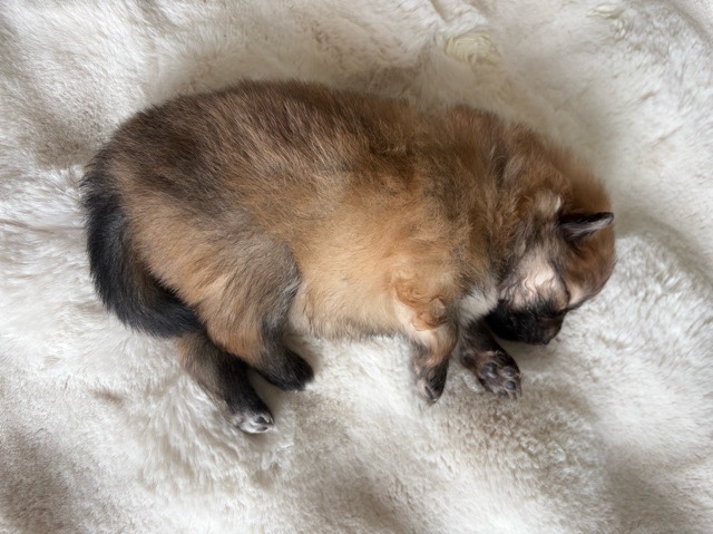 Pomeranian – venta Pomeranians – Phoenix