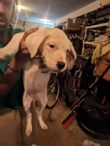 Dogo Argentino – 5 month-old champion Dogo Argentino Pup