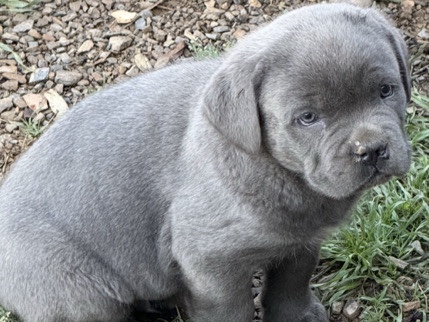 Cane Corso – Cane Corso Puppies – Plumerville