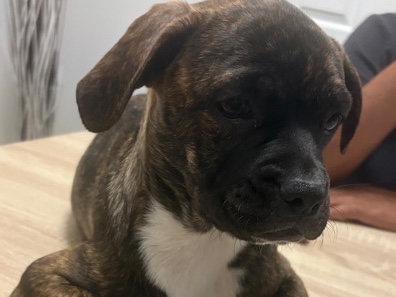 Mixed Breed – reubication – West Covina