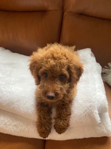 mini goldendoodle