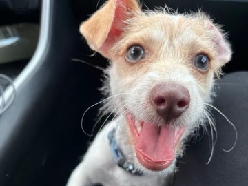 Parson Russell Terrier – Energetic Parson Russell Terrier – 1 Year 2 Months Old in Houston – Houston