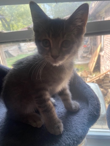 kittens