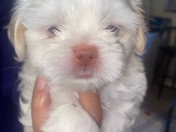 Shih Tzu – shih Tzu puppies – Port Richey