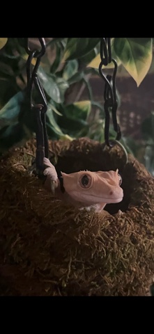Crested gecko + terrarium