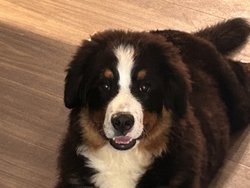 AKC Bernese Mountain Dog