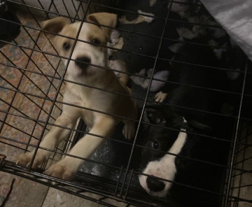 American Pit Bull Terrier – selling them because I go off to college in August