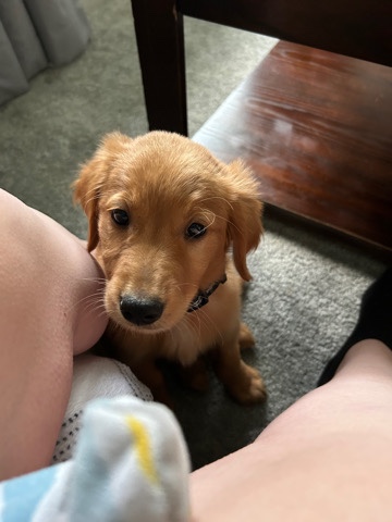 Golden Retriever – golden retriever 2 months