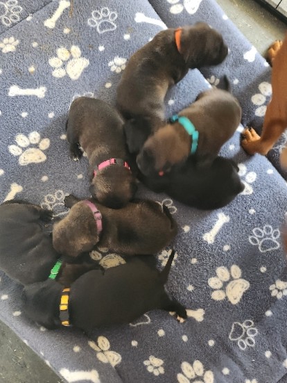 7 Beautiful Staffordshire Bull Terriors for sale