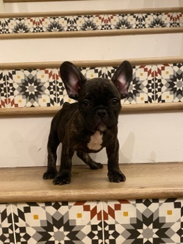 French Bulldog – French bulldog / brindle color.