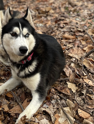 Siberian Husky – Luna