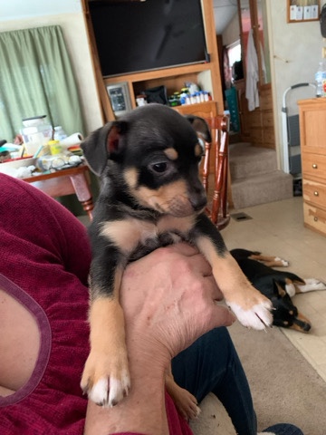Rat Terrier – puppies