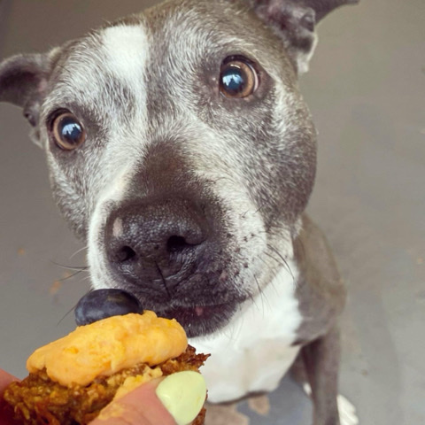 Staffordshire Bull Terrier – blue and white Staffordshire