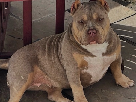 American Bulldog – Beautiful 5-Year-Old Pocket Bully Looking for a Loving Home – Liverpool