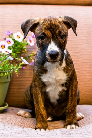 Rhodesian Ridgeback – Take me home with you