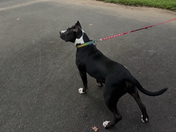 American Bulldog – American Bulldog For Sale – Charlotte