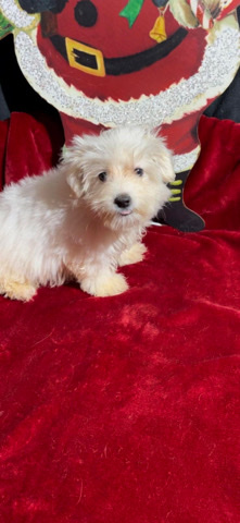 Maltese – I have a 12 weeks maltese