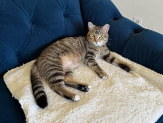 American Shorthair - My Babygirl Needs A New Home  available for adoption in Los Angeles